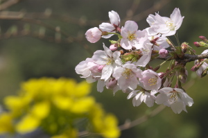 日曜日の桜