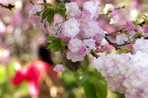 広島造幣局“花のまわりみち”