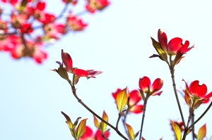 続・広島造幣局“花のまわりみち” 