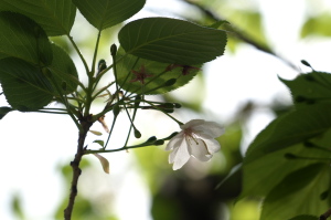 懐・花のまわりみち