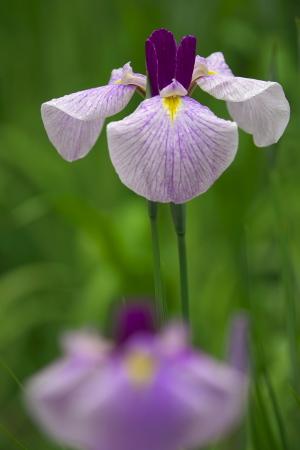 植物公園・花だより