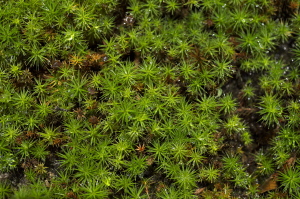 昨日は植物公園へ