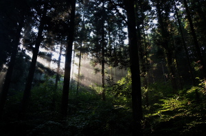 森の朝日