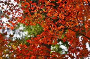 秋の彩り２