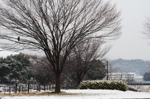 町内の雪景色