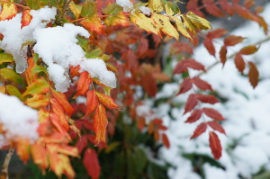 町内の雪景色