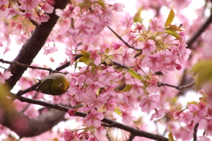 春を告げる河津桜