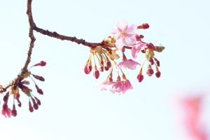 県民の浜・桜とメジロ