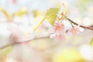 島の河津桜
