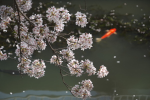 海田市駐屯地の桜並木一般公開
