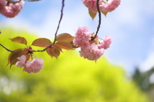 緑化センターの桜