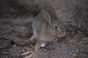 大久野島の若いウサギ