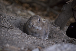 大久野島の若いウサギ
