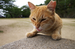 猫とか鳥とか