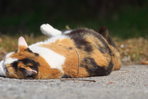 野良猫 野良猫