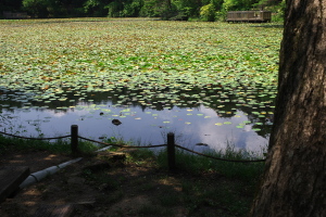 極楽寺蛇の池