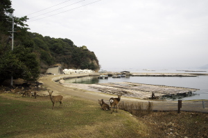 宮島の鹿たち