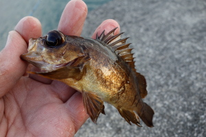 昨日は釣り