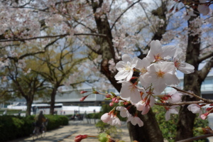 桜と平和公園と