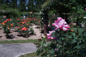 湧永満之記念庭園のバラ