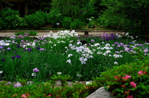 昨日の植物公園