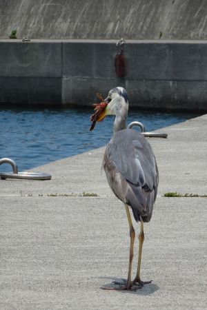 豊島のアオサギ