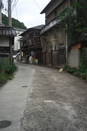 岡村島の猫通り
