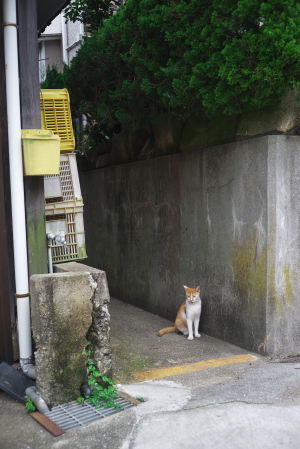 岡村島の猫通り
