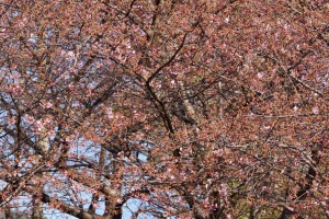 昨日の県民の浜・河津桜