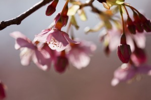 先週の河津桜