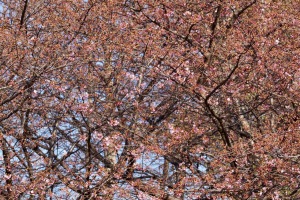 先週の河津桜