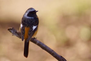 続・島の鳥たち