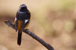 ノートリの鳥写真