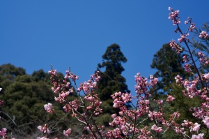 御調＆神原の桜レポ