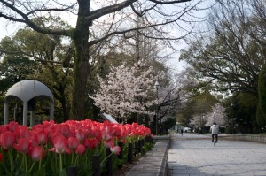 広島平和公園の桜