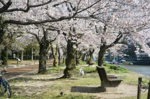 広島平和公園の桜