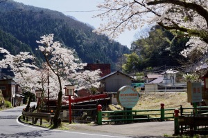 湯来温泉街の桜