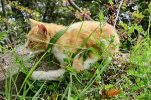 黄金山の猫