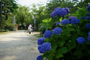 吉香公園の花菖蒲