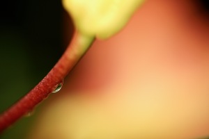 雨の花マクロ