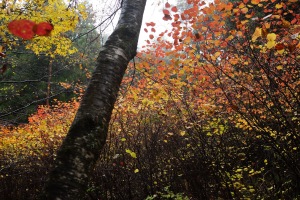 雨の紅葉・おおの自然観察の森