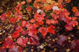 雨の紅葉・おおの自然観察の森