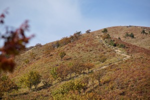 八幡高原の秋色