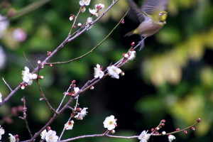 縮景園の梅園-１