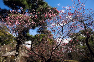 縮景園の梅園-１