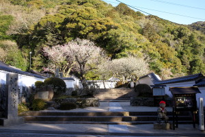 吉香公園の梅