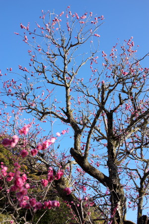 吉香公園の梅