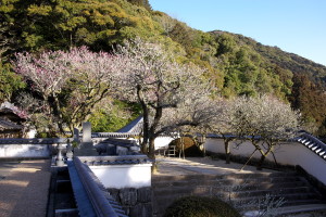 吉香公園の梅