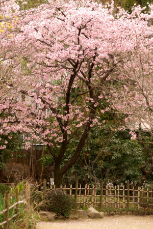 縮景園の桜・標本木