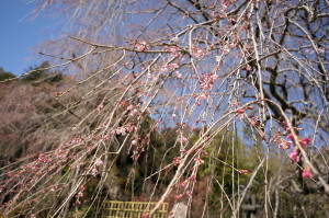 西風新都の桜